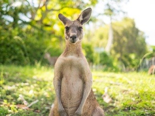 Symbol Austrálie zabíja neznáma