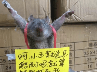 Obchodníci chytili hladného potkana: