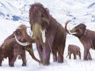 Vedci zistili o mamutoch