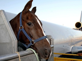 FOTO Luxusnejšie ako ľudia: