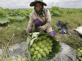 Takto sa zbierajú najposvätnejšie