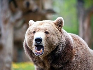 Medvede vyvolávajú strach vo