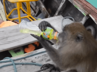 Hviezda internetu: Opica ukradla