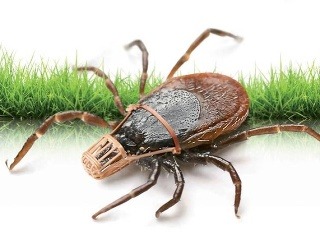 Pred kliešťovou encefalitídou vás