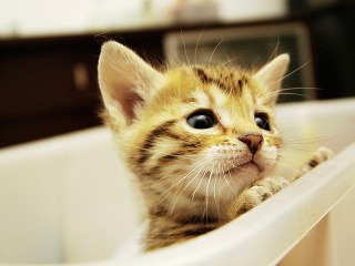 Zabili mačiatka: Za všetko