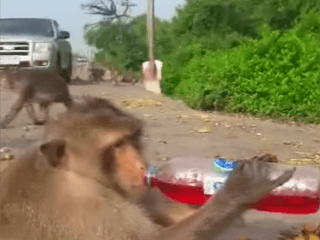 Turisti urobili z opice