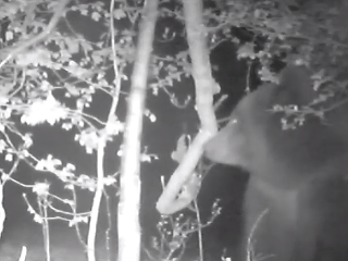VIDEO Fotopasca zachytila medveďa