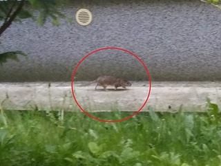 Potkany terorizujú Bratislavu: FOTO
