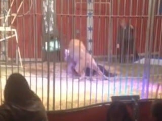 VIDEO hororu v cirkuse: