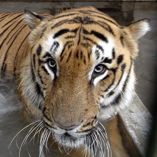 Tigrom hrozí vyhynutie, zostalo