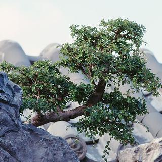 Zo záhrady ukradli bonsaje