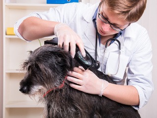 Ochráňte svojho psíka pred