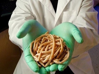 Bolesti hlavy, brucha či