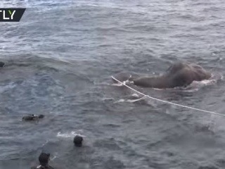 VIDEO super záchrany slona,