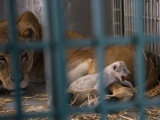 Radosť ochrancov zvierat: FOTO