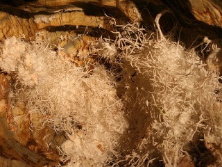 FOTO Slovensko sa môže