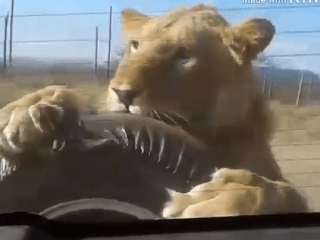 Dramatické VIDEO zo safari: