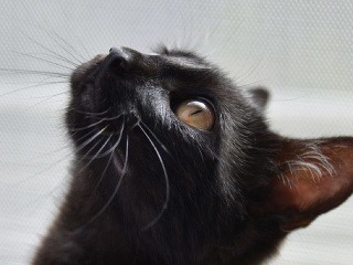 KVÍZ Čierna mačka alebo