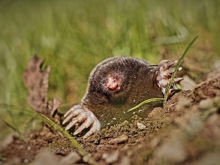 Ničia vám krty trávnik?