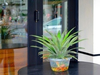 Botanik Jaromír Kučera radí: