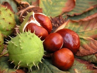 Pagaštan konský ako liek: