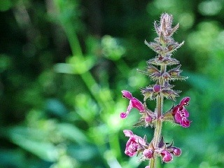 Čistec je na Slovensku