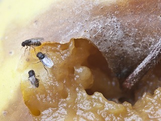 VIDEOTIP Zbavte sa natrvalo