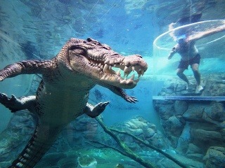 Crocosaurus Cove