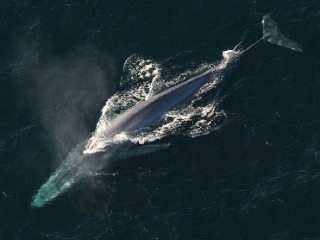Väčšina modrých veľrýb sú