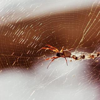 Pavúky vytvárajú svoje repliky