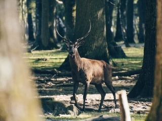 Kráľ slovenských lesov: Ohurujúce