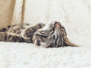 Bezcitní ľudia z Topoľčian