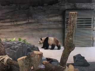 VIDEO Prefíkaná panda bavila