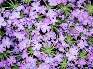 Bylinky a ich účinky: