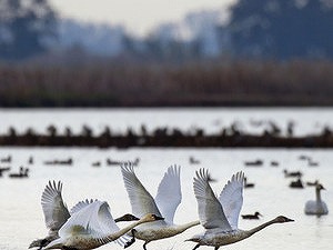 Výhľad na tento rok: