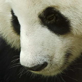 Sedemnásťročná panda porodila zdravé