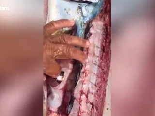 Rybár rozrezal ulovenú rybu