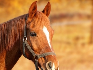 Zvieratká majú emócie, cítila