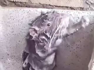 VIDEO potkana, ktorý sa