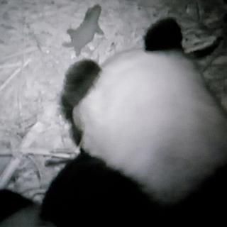 Panda Bai Yun porodila