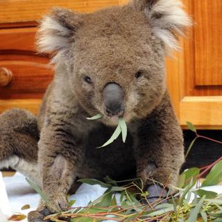 Koala Sam, ktorá prežila