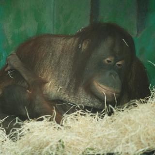 Orangutan Momo má nový