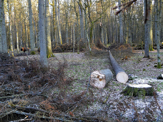 Bielovežský prales počas výrubu.