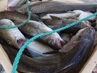 Pozrite sa, čo našli