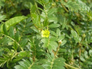 Najúčinnejšia prírodná viagra: Zdroj