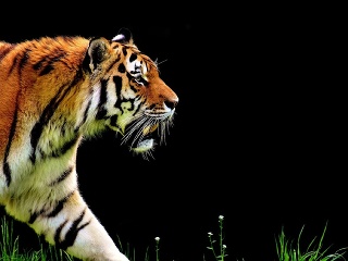 Stavbárov prekvapil tiger: Stret