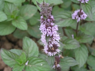 Balzam na rozbúrené trávenie: