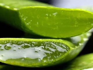 Poklad ukrytý v aloe