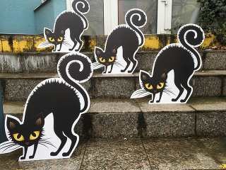 Naježené mačky ovládli mesto