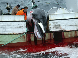 Island obnoví lov veľrýb: